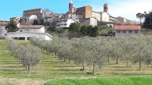 Az. Agr. Susi Bardi a Montiano. Varietà Nostrana di Brisighella e Ghiacciola.